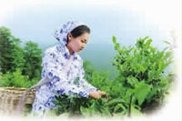 UG环球视讯,油茶种植出产加工销售,植物油种植出产加工销售