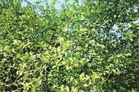 UG环球视讯,油茶种植出产加工销售,植物油种植出产加工销售