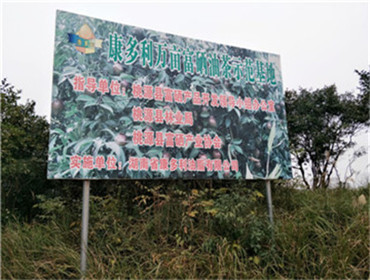 UG环球视讯,油茶种植出产加工销售,植物油种植出产加工销售