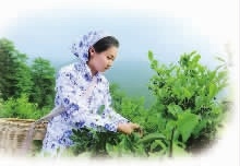 UG环球视讯,油茶种植出产加工销售,植物油种植出产加工销售